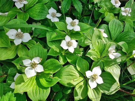 Bunchberry A Beautiful And Valuable Wild Edible Eat The Planet