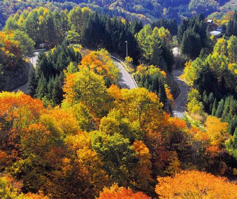 Nagano Forest Bing Wallpaper Download