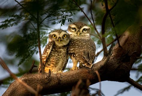 Owls Sitting On Tree Trunk In Forest · Free Stock Photo