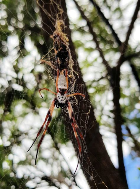 Golden Orb Weaver Web Ausemade