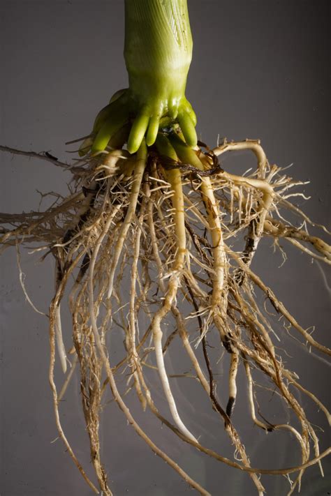 Getting To The Root Of Crop Improvements Research At Nebraska