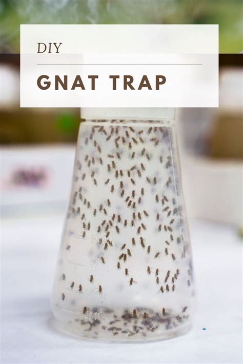 How To Get Rid Of Gnats In Plants
