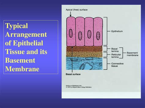 Ppt Epithelial Tissue General Features Powerpoint