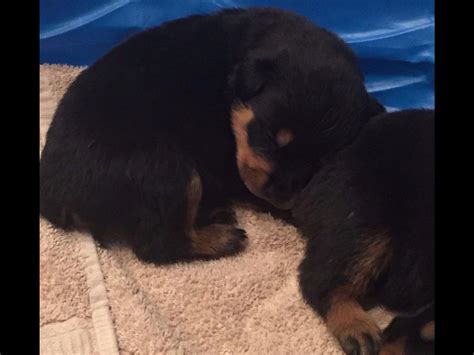 Permian Rottweiler Kennels Puppies For Sale