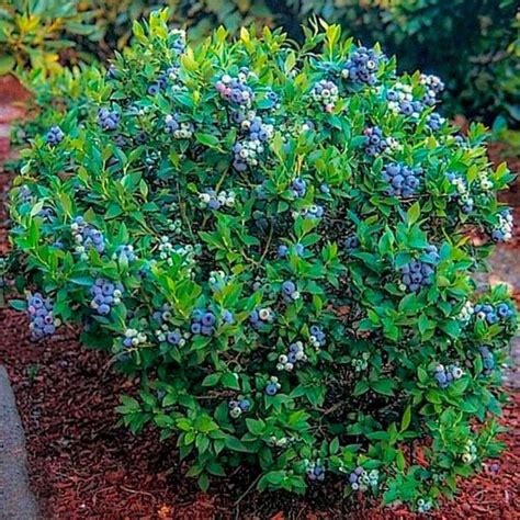 Premier Blueberry Bush Blueberry Bush For Sale — Plantingtree