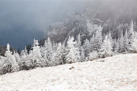 Winter Landscape With Snowy Fir Trees In The Mountains Stock Photo