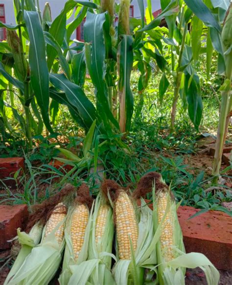 Cara Tanam Jagung Dengan Mudah Isi Penuh Elok And Manis Kool 101