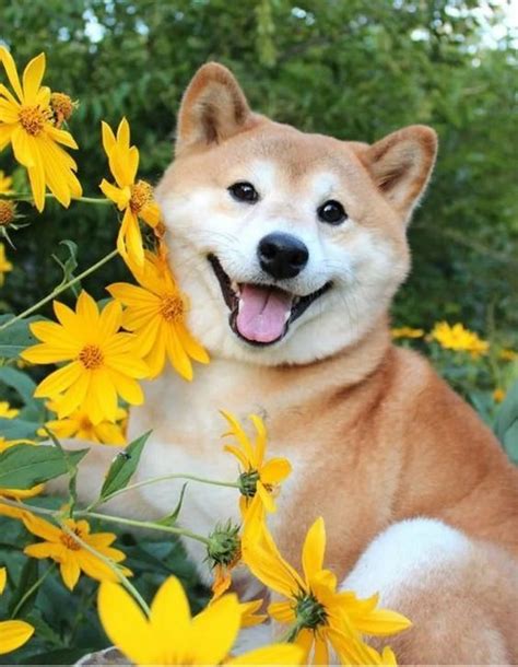 15 Cute Shiba Inu Photos To Brighten Your Day Petpress