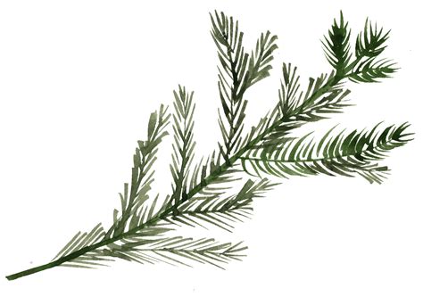 Watercolor Pine Tree Branch Png Pine Tree Branch Png 1024x739 Png