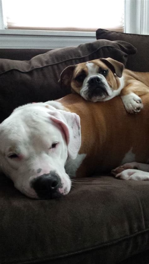 american bulldog rescue    profit dog rescue charity portabella