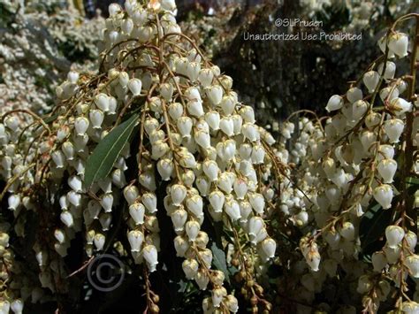 Plantfiles Pictures Pieris Andromeda Japanese Pieris Lily Of The