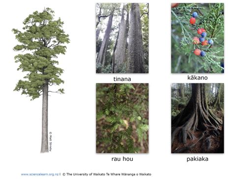 Ngā Rau O Te Rākau Tree Leaves — Science Learning Hub