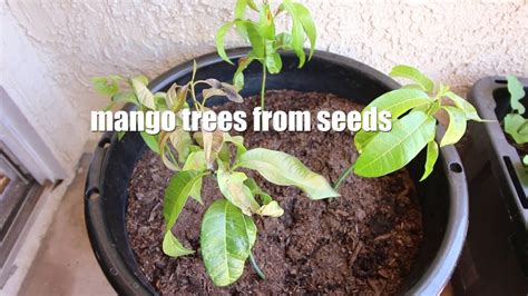 Growing Mango Trees From Seeds And Other Updates Youtube
