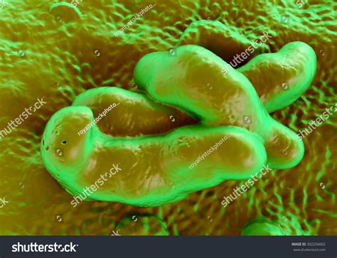 Campylobacter Jejuni Bacteria Ilustración De Stock 302256002