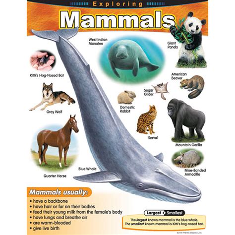 Exploring Mammals Chart Kool And Child