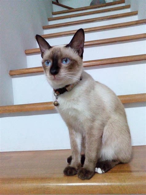 Check spelling or type a new query. สอบถามเรื่องราคาแมววิเชียรมาศ - Pantip