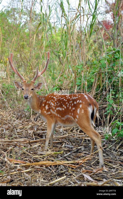 The Sika Deer Cervus Nippon Also Known As The Spotted Deer Or The