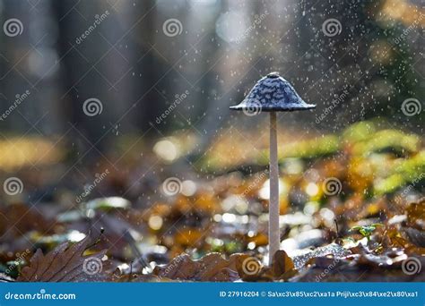 Mushroom In Rain Stock Photo Image Of Toadstool Fungus 27916204