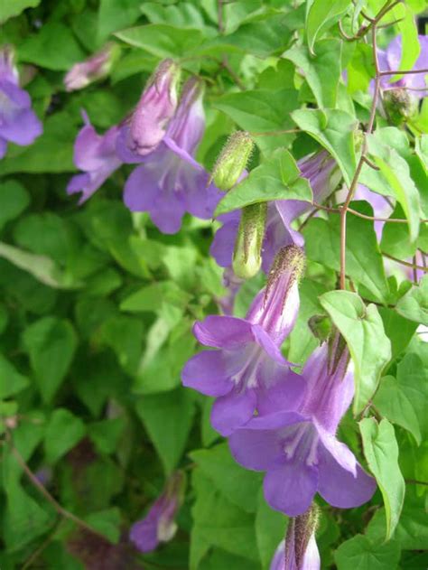 Annual climbers are too often overlooked and yet can bring subtle touches and welcome bursts of colour to brighten the garden in summer. 24 Best Vines for Containers | Climbing Plants For Pots ...