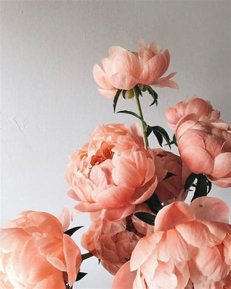 Peach Colored Flowers Flowers Photography Peonies Pretty Flowers