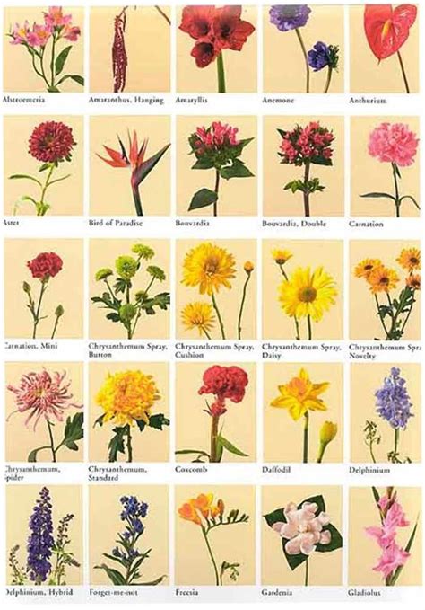Different Types Of Plants Drawing With Names