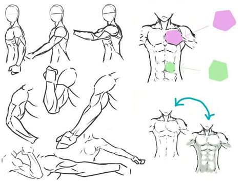 Anatom A Anime Estudio Del Cuerpo Humano C Mo Dibujar Dibujo Musculos