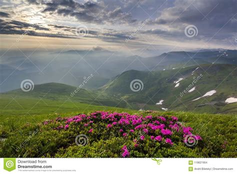 Lit By Sun Mountain Slope With Blooming Pink Flowers On Foggy Mo Stock