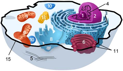 Maybe you would like to learn more about one of these? The Nucleus of the Cell and Related Organelles