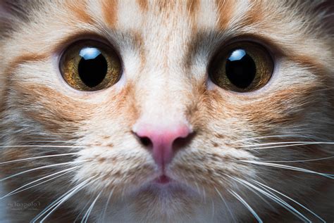 Cat Animals Closeup Wallpapers Hd Desktop And Mobile