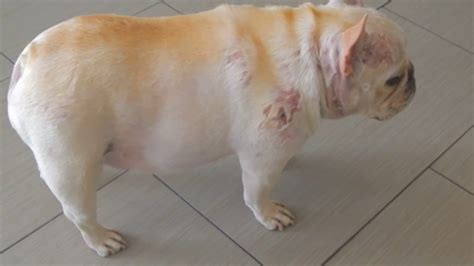 French Bulldog With Hyperadrenal Cushings Syndrome At Dr Kraemers