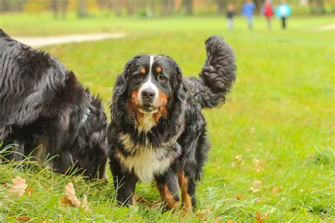 Adult Bernese Mountain Dog Standing On Meadow Stock Photo Image Of