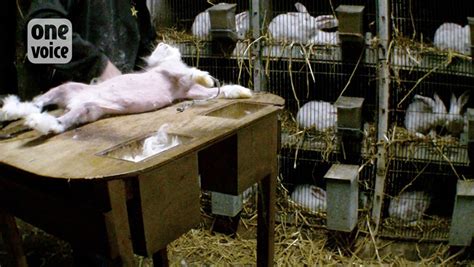 Viralife A Shocking New Investigation Shows Angora Rabbits Screaming