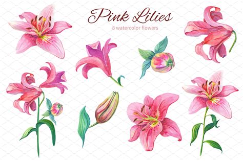 Pink Lilieswatercolor Clipart Flower Clipart Lily Painting