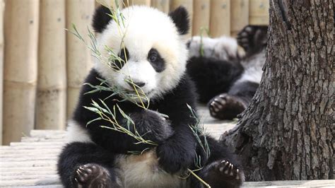 Baby Panda Wallpapers Photos