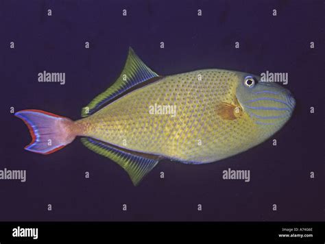 Red Tailed Triggerfish Xanthichthys Mento Stock Photo Alamy