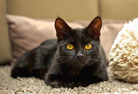 Black Cat With Golden Eyes Wallpapers Wallpaper Cave