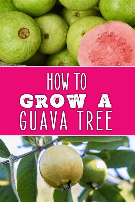 How To Grow A Guava Tree Dreamley