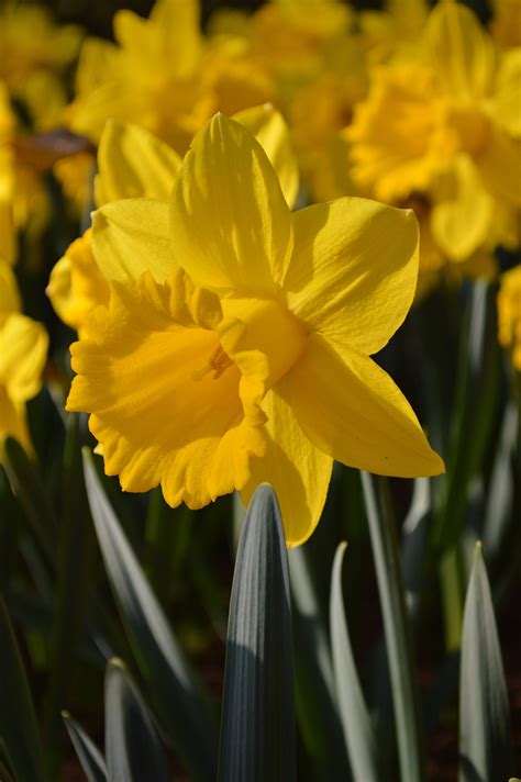 Daffodil Bulbs Dutch Master Dutchgrown™