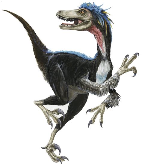 Dinosaur Velociraptor Mongoliensis The Australian Museum