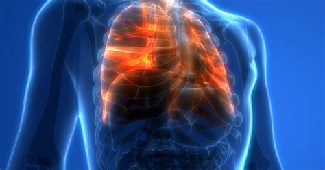 Your lungs are a pair of organs in your chest. Lung function: What do the lungs do?