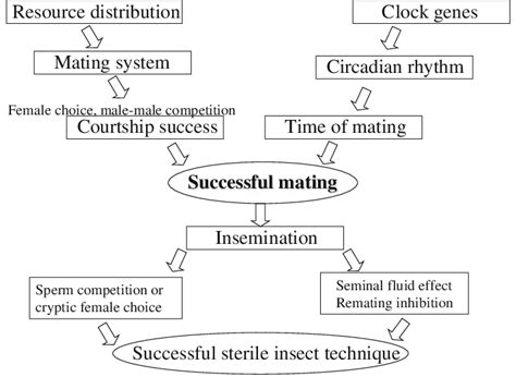 Flow Chart For Successful Mating And Fertilization Of Eggs