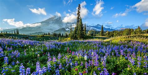 Flowers On Mount Rainier Hd Wallpaper Background Image 3839x1975