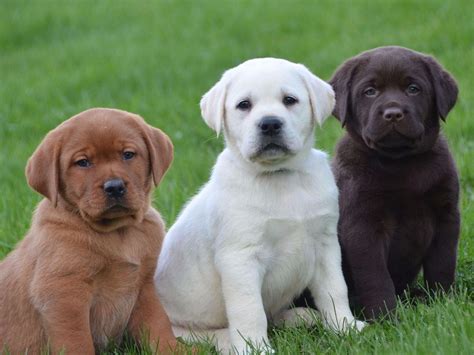 We have had each color, and they are all awesome. Lab Puppies for Sale - This Dog Takes America's Top Spot!