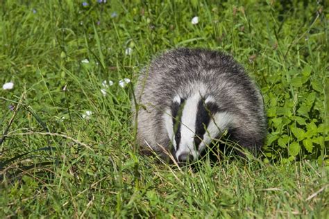 Badger Cull Humaneness Will Be Checked ‘over The Phone