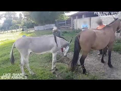 Kisah kasih manusia dan anjing lokadataid, 25/09/2019. Keledai Kecil Kawin Dengan Kuda Betina Besar - YouTube