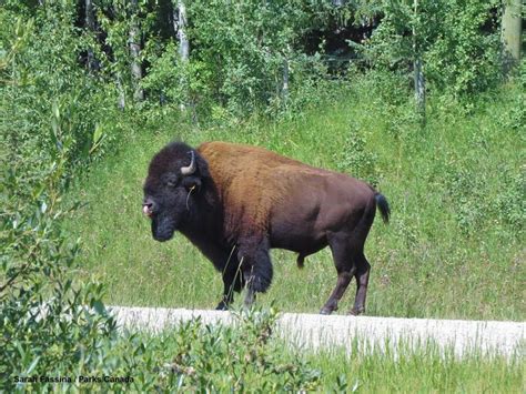 Banff Bull Bison Relocated To Rocky Mountain House After Wandering Out