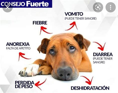 Yolkai En Esta Temporada Es Común Que Nuestros Cachorros Sin Vacunas