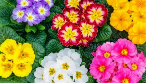 February Birth Flower Primrose Best Flower Site