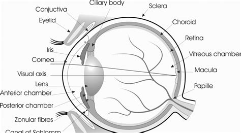 Anatomy Of The Human Eye Parts Of The Eye Explained Lasikplus