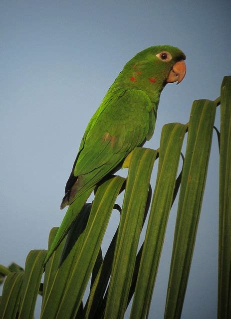 Parrot Encyclopedia White Eyed Conure World Parrot Trust